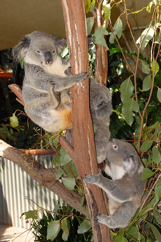 0743 Kuranda Koala Gardens.jpg